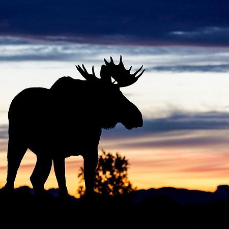 Wildlife Panorama Lofoten Bostad Екстер'єр фото