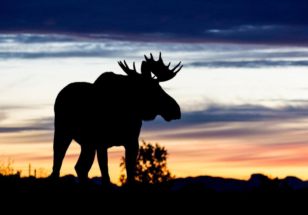 Wildlife Panorama Lofoten Bostad Екстер'єр фото