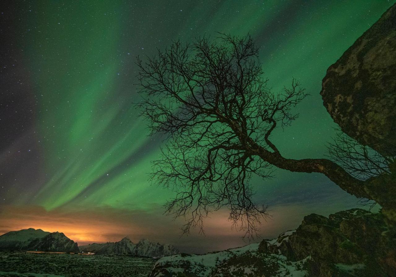 Wildlife Panorama Lofoten Bostad Екстер'єр фото